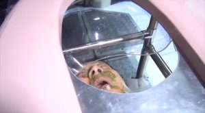 Super Domestic Violenceフェティッシュbarバイオレンス編